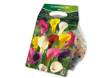 Sīpolpuķes.Kallas 3gab.