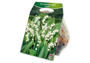 Sīpolpuķes.Maijpuķīte White 10gb.