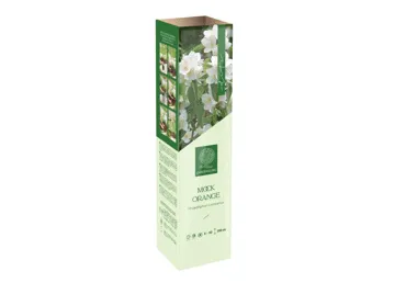 Stādi Jasmīns PHILADELPHUS GG ELITE