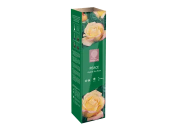 Stādi rozes PEACE GARDEN GURU STANDARD