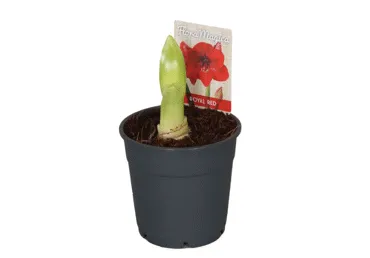 Telpaugs Amarillis D 12cm