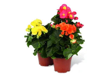 Telpaugs Begonija D 13cm