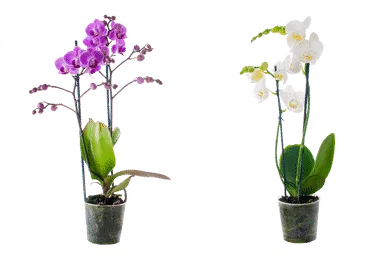 Telpaugs FALENOPSIS 2 kāti D 12cm