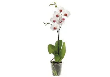 Telpaugs FALENOPSIS 60cm D 12cm