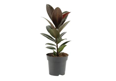 Telpaugs FIKUSS dažādi veidi D 14cm
