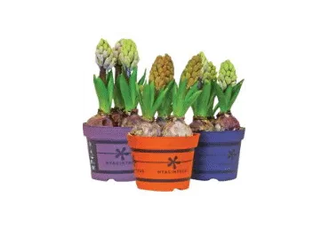 Telpaugs Hiacinte D 12cm 3 sīpoli