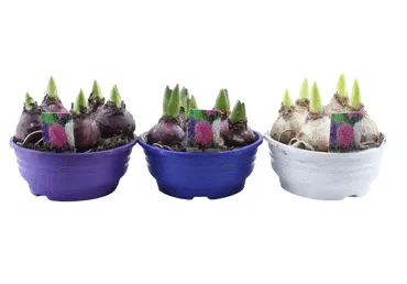 Telpaugs Hiacinte D16cm