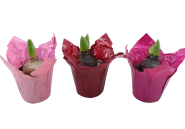 Telpaugs Hiacinte D9cm 1 sīpols dekoratīvā podā