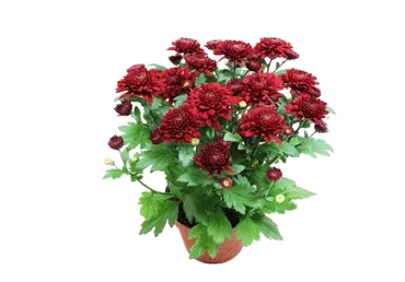 Telpaugs Krizantēma D 12cm