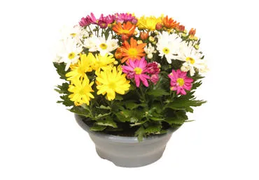 Telpaugs Krizantēma D 23cm