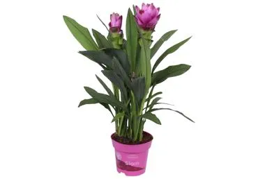 Telpaugs Kurkuma Siāmas Tulpe D14