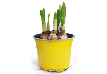 Telpaugs NARCISE D 10cm