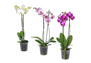 Telpaugs Orhideja 2 kāti D 12cm 60cm