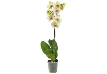 Telpaugs Orhideja Cascade 45cm D12cm