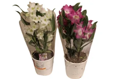 Telpaugs Orhideja Dendrobija D 12cm 50-60cm