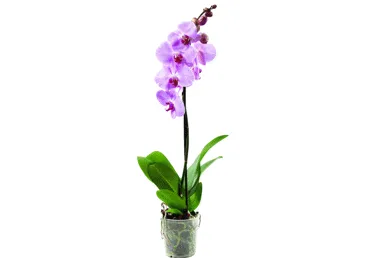 Telpaugs Orhideja Extra 60-70cm D 12cm