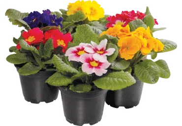 Telpaugs Prīmula D 10cm Latvija