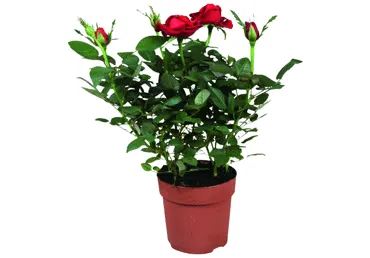 Telpaugs Roze D 13cm