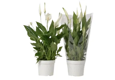 Telpaugs Spatifīlas D 12cm