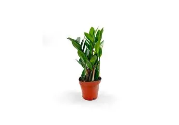 Telpaugs Zamiokulks D 14cm