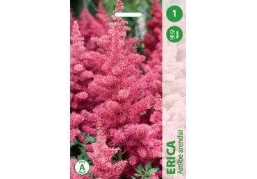Ziemciete: Astilbes ERIKA gab.