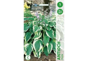 Ziemciete: Hostas ANTIOCH gab.