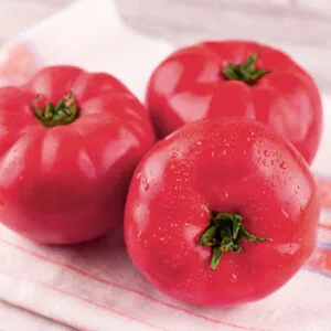 Tomāti Aveņu 2. šķ Spānija