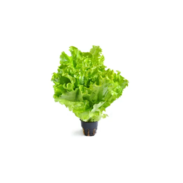 Salāti lapu fasēti, 2.šķ, gab (Latvija)