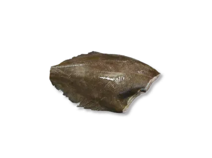 FISHNET Melnais paltuss
