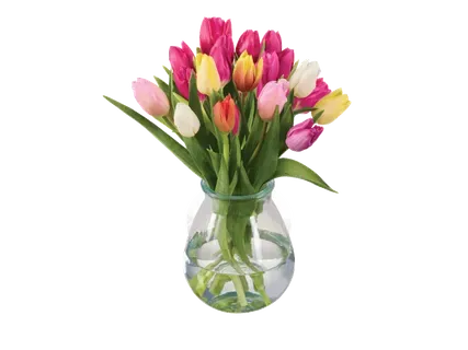 Tulpes