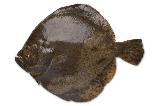 Akmeņplekste (Turbot) 1.5-2kg, vesela, neķidāta, atdzesēta