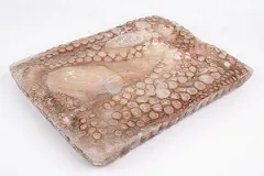 Astoņkājis vesels, saldēts, 2-3 kg, jēls, tīrīts, 5% glazūra, COPESMA, sver.