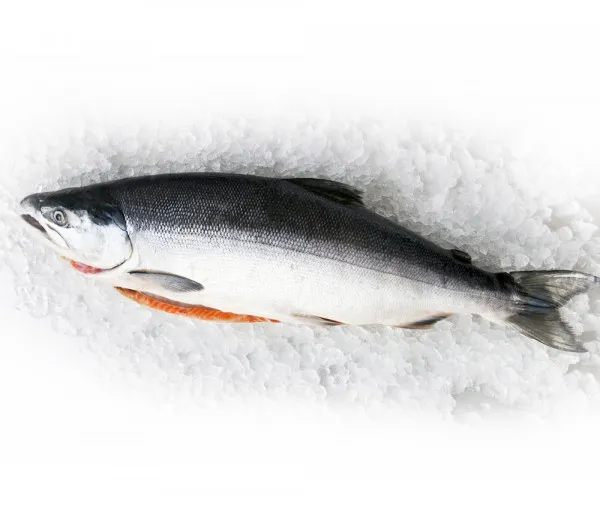 Atlantijas Lasis, atdzesēts, 6-7 kg, ķidāts, ar galvu, bez vakuuma