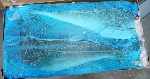 Atlantijas mencas fileja, saldēta, 448-896g, ar ādu, 6,81 kg