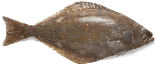 Atlantijas paltuss (Halibut), 3-5 kg, ķidāts, atdz.
