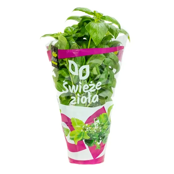 Baziliks podiņā, 2.šķ, gab