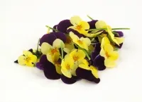 Ēdamie ziedi "Viola", gab