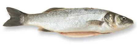Jūras asaris (Seabass), Fish Room, atdzesēts, 400-600g, ķidāts, ar galvu, sver.