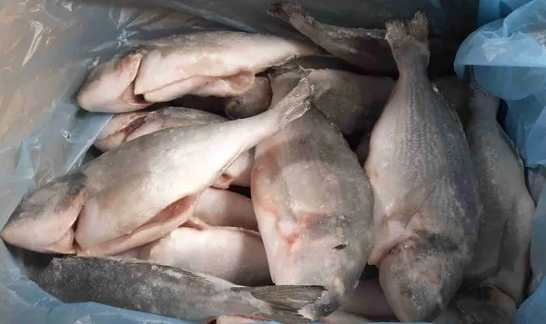 Jūraskarusa (Dorada), saldēta, 200-300g, ķidāta, a/g, (audzēta Turcijā), 20% glazūra, 5kg