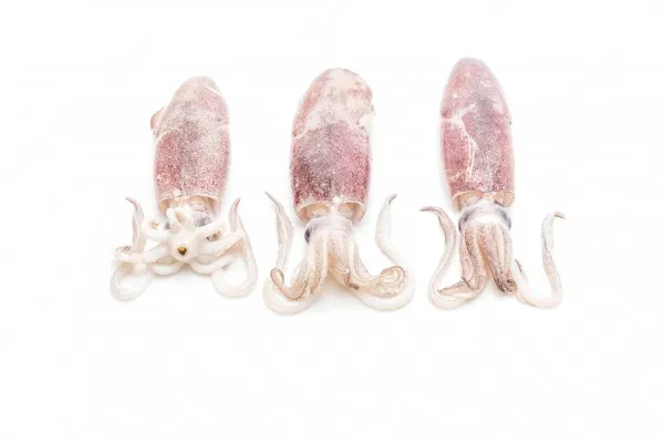 Kalmāri Patagonijas, saldēti, netīrīti, 10-13cm, ~5kg