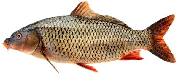 Karpa ķidāta, Fish Room, atdzesēta, ar galvu, sver 1.5-2 kg