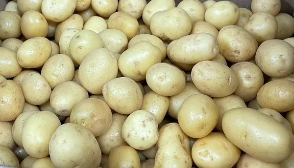 Kartupeļi EKO, Latvija,  kg