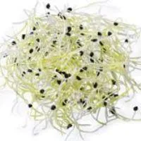 Ķiploku dīgsti gab.