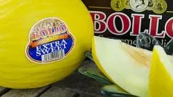 Melone Honey Dew "BOLLO", kg