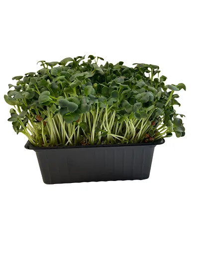 Mikrosalāti Redīsu, augoši, 30g, gab