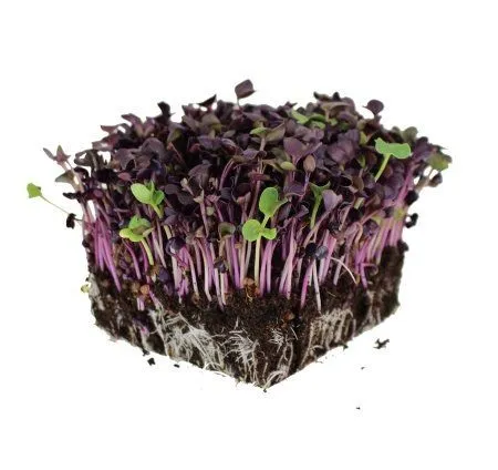 Mikrosalāti Sarkano redīsu, augoši, 50g, gab
