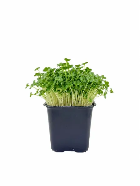 Mikrozaļumi Brokoļu trauciņā, 40g gab
