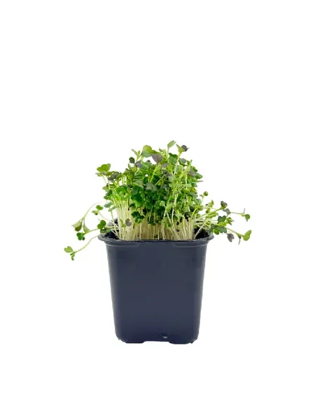 Mikrozaļumi, Violetu Pak Choi, trauciņā, 40g, gab