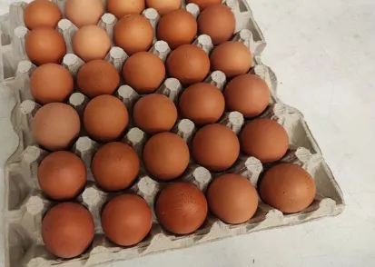 Olas, A/L/30/360, nr.2, kūtī dētas, NPKS, ALŪKSNES PUTNU FERMA