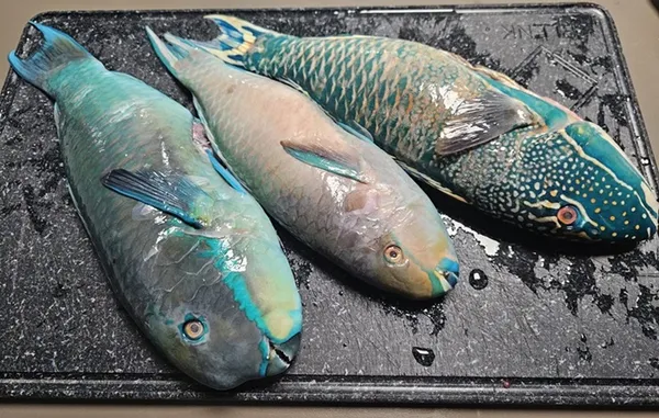 Papagaiļzivs (Parrot) ķidāta, atvēsināta, sver.